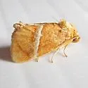 Graceful Slug Moth - Hodges#4664 - photo 3