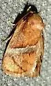 Graceful Slug Moth - Hodges#4664 - photo 4