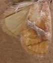 Graceful Slug Moth - Hodges#4664 - photo 5