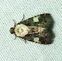 Lithacodia phya - Hodges#9055 - Lithacodia phya