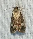 Lithacodia phya - Hodges#9055 - photo 2