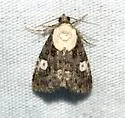 Lithacodia phya - Hodges#9055 - photo 4