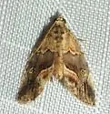 Lithacodia n. sp.