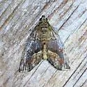 Lithacodia n. sp. - photo 2