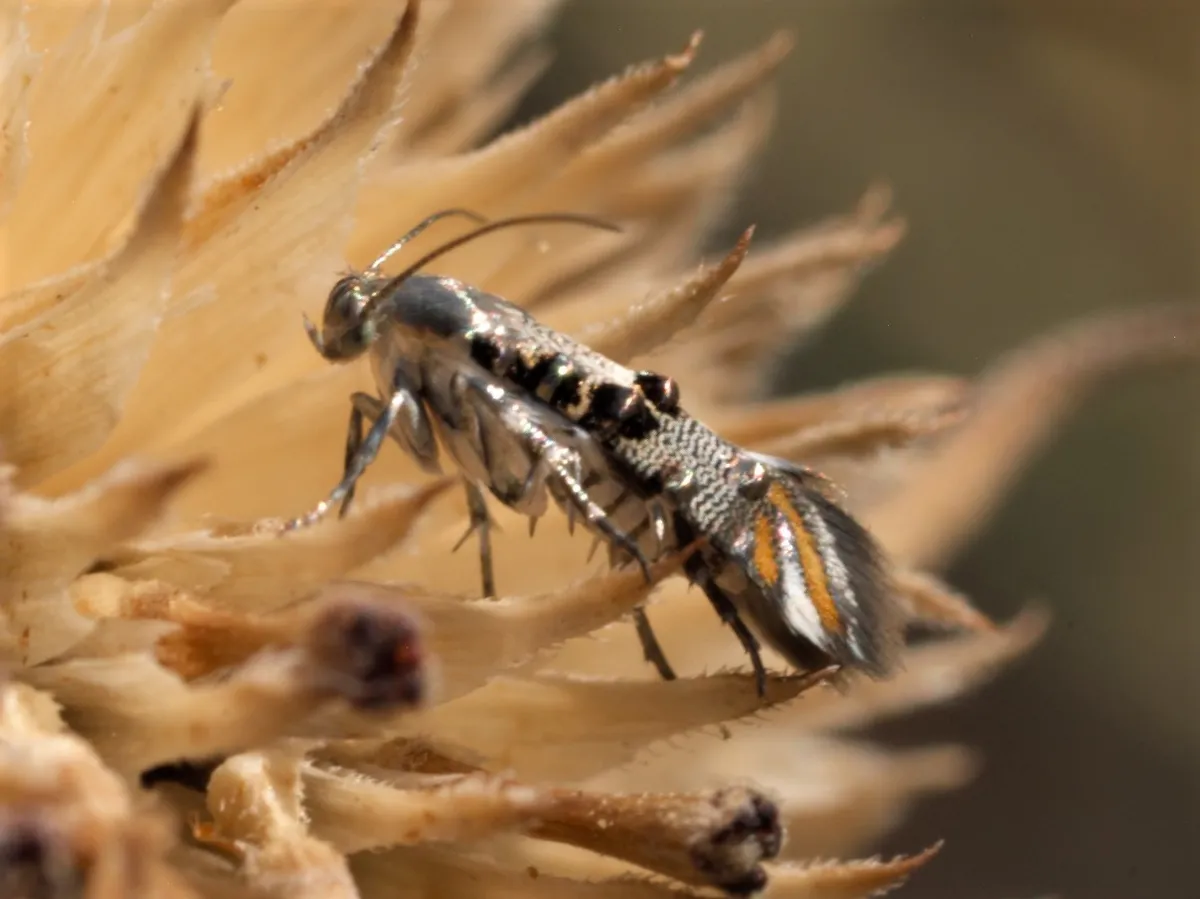 Lithariapteryx abroniaeella - Hodges#2510