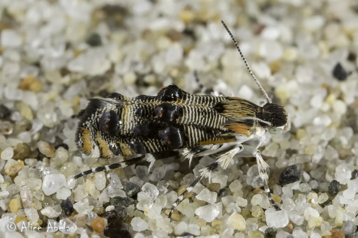 Lithariapteryx elegans - Hodges#2512.1 - photo 3