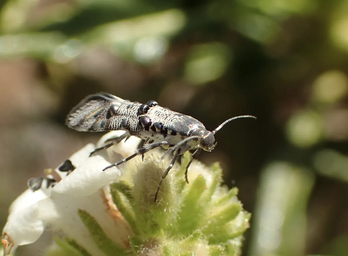 Lithariapteryx mirabilinella - Hodges#2512