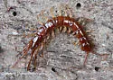 Brown Centipede