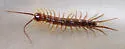 Brown Centipede - photo 2