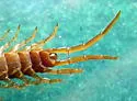 Brown Centipede - photo 3