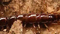 Brown Centipede - photo 4