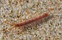 Brown Centipede - photo 5