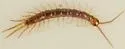 Lithobius melanops