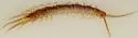 Lithobius melanops - photo 2