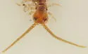 Lithobius melanops - photo 3