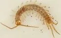 Lithobius melanops - photo 4