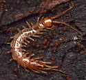 Lithobius melanops - photo 5