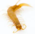 Lithobius microps