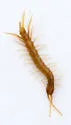 Lithobius microps - photo 2