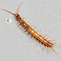 Lithobius microps - photo 3