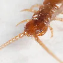 Lithobius microps - photo 4