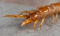 Lithobius microps - photo 5