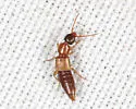 Lithocharis nigriceps - Lithocharis nigriceps