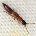 Lithocharis nigriceps - photo 2