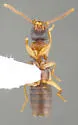 Lithocharis nigriceps - photo 3