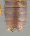 Lithocharis nigriceps - photo 4