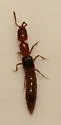 Lithocharodes longicollis