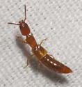Lithocharodes longicollis - photo 3