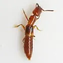 Lithocharodes longicollis - photo 4
