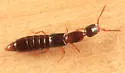 Lithocharodes longicollis - photo 5