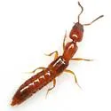 Lithocharodes ruficollis - Lithocharodes ruficollis