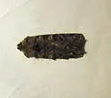 Litholomia napaea - Hodges#9884