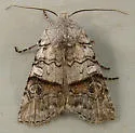 Litholomia napaea - Hodges#9884 - photo 2