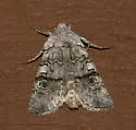 Litholomia napaea - Hodges#9884 - photo 3