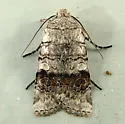 Litholomia napaea - Hodges#9884 - photo 4
