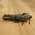 Lithomoia germana - Hodges#9878 - photo 2