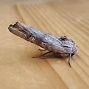 Lithomoia germana - Hodges#9878 - photo 4