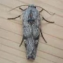 Lithomoia germana - Hodges#9878 - photo 5