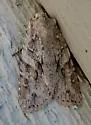 Lithophane abita - Hodges#9928.1