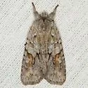 Lithophane abita - Hodges#9928.1 - photo 2