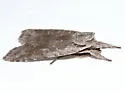 Lithophane abita - Hodges#9928.1 - photo 3