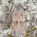 Lithophane abita - Hodges#9928.1 - photo 5