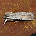 Amanda's pinion - Hodges#9891