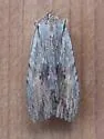 Amanda's pinion - Hodges#9891 - photo 3