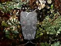 Ashen Pinion - Hodges#9910