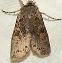 Ashen Pinion - Hodges#9910 - photo 3